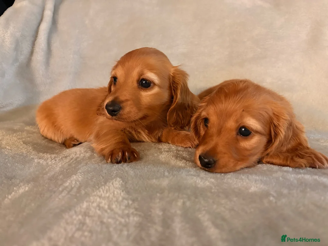 Miniature Dachshund dogs for sale: Long hair miniature dachshunds - Advert 2
