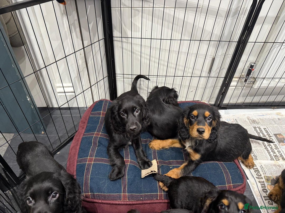 Cocker Spaniel dogs for sale: Cocker Spaniel Puppies  - Image 2