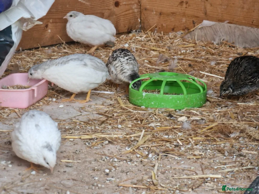 Quail poultry for sale: Button quail male and female  - Advert 2