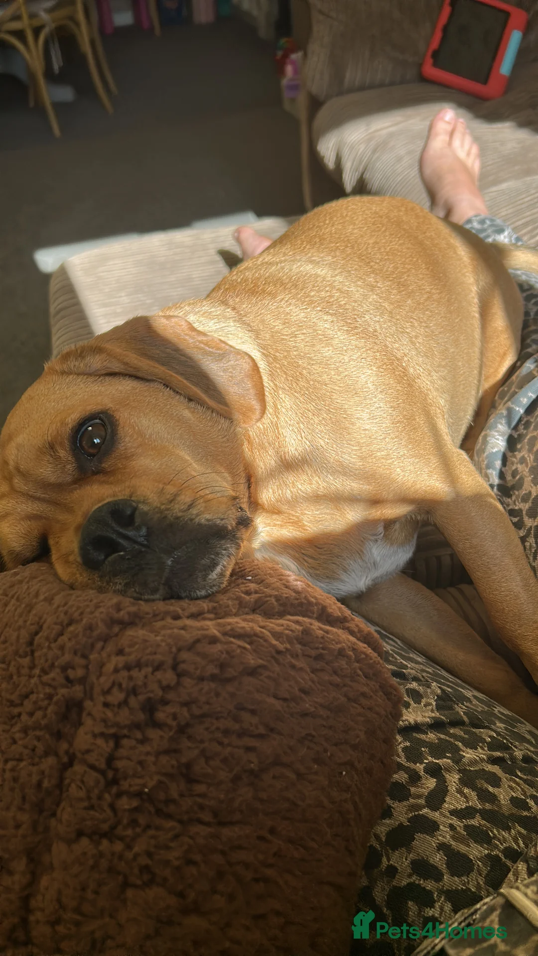 Puggle dogs for sale: Eugene  - Advert 5