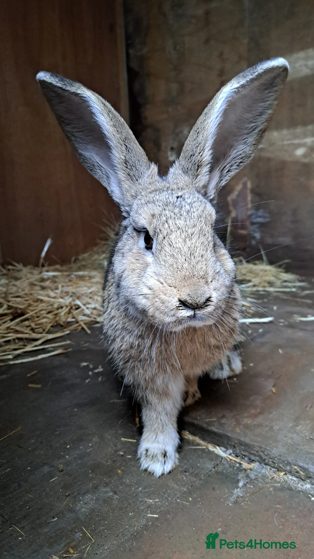 Continental Giant rabbits for sale: Male continental cross. - Advert 1