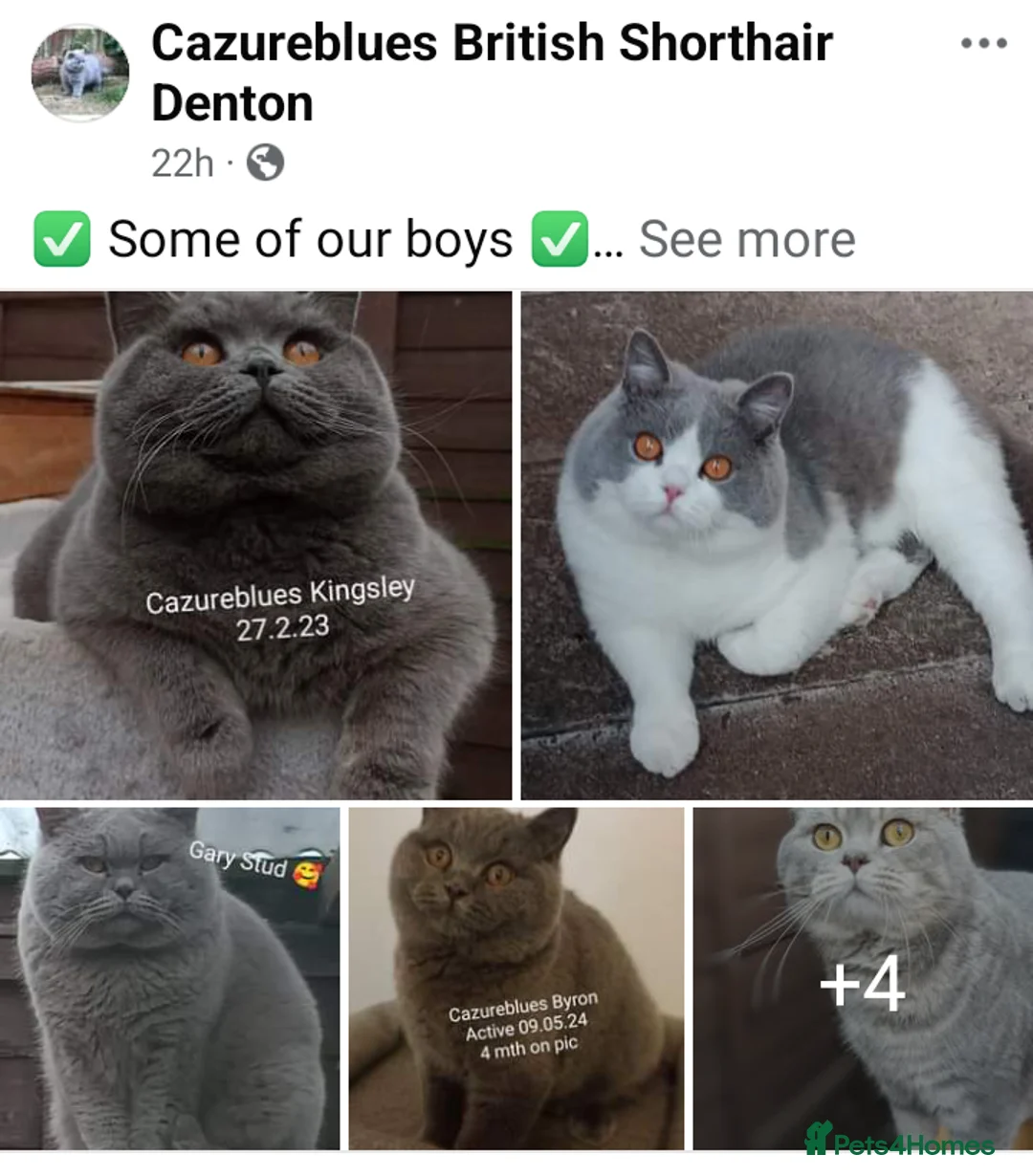 British Shorthair cats for stud: Gccf Studs Blues Lilac, Blue Bi, Cream bi Bi in Manchester - Advert 2
