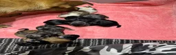 Mixed Breed dogs for sale: 7 beautiful puppies  in Taunton - Advert 27