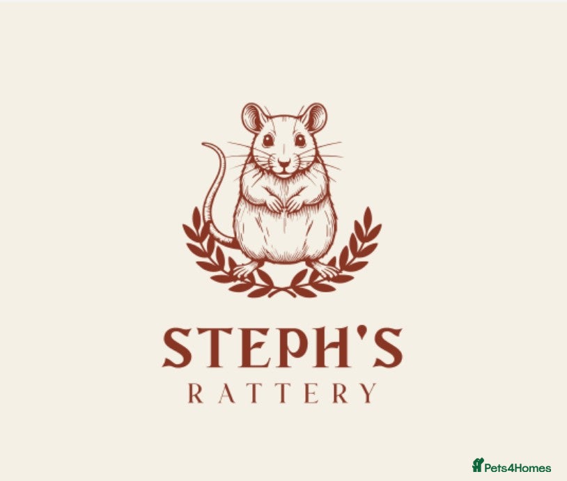 Rat rodents Rex babies - Advert 2