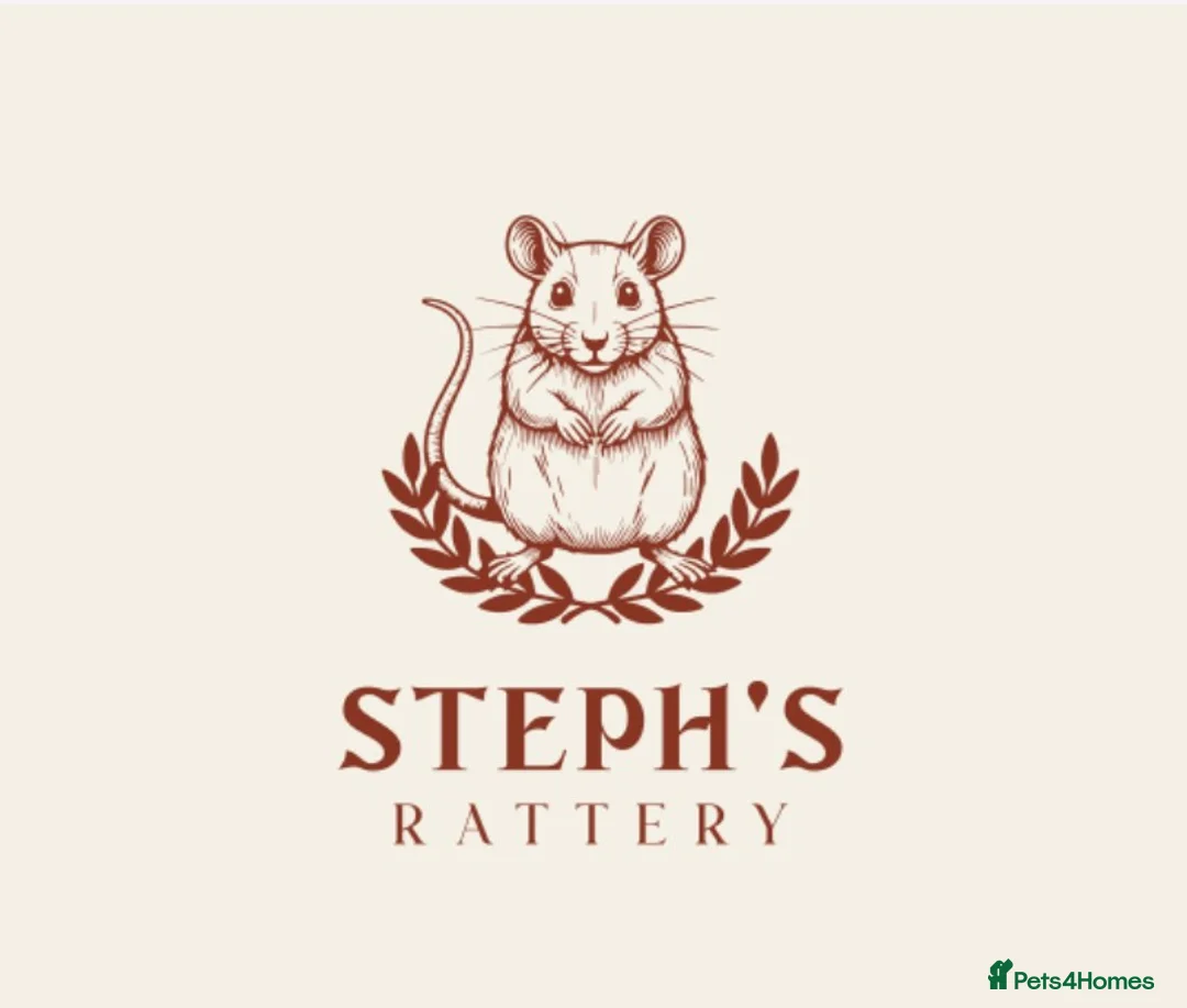 Rat rodents for sale: Rex babies - Advert 1