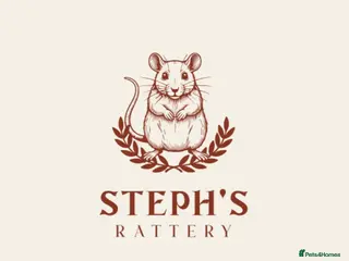 Rat rodents Rex babies - Advert 1