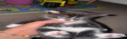 Domestic Shorthair cats for sale:  Short-Haired Tuxedo Kitten Ready Now  - Advert 1