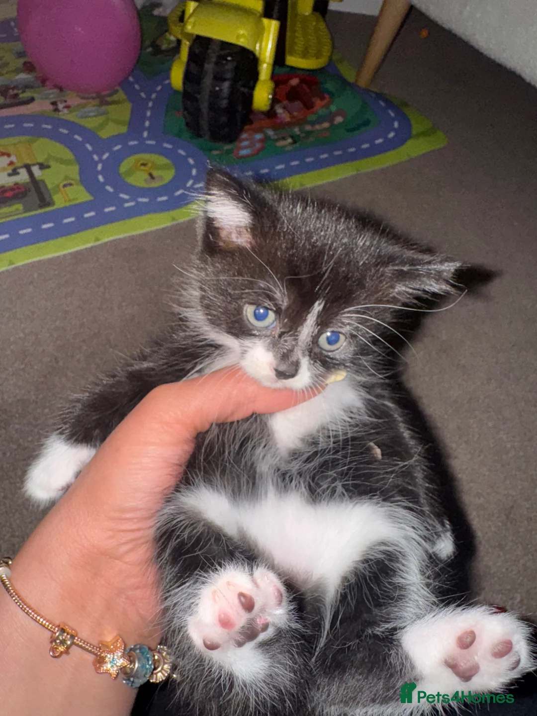 Domestic Shorthair cats for sale:  Short-Haired Tuxedo Kitten Ready Now  - Advert 1