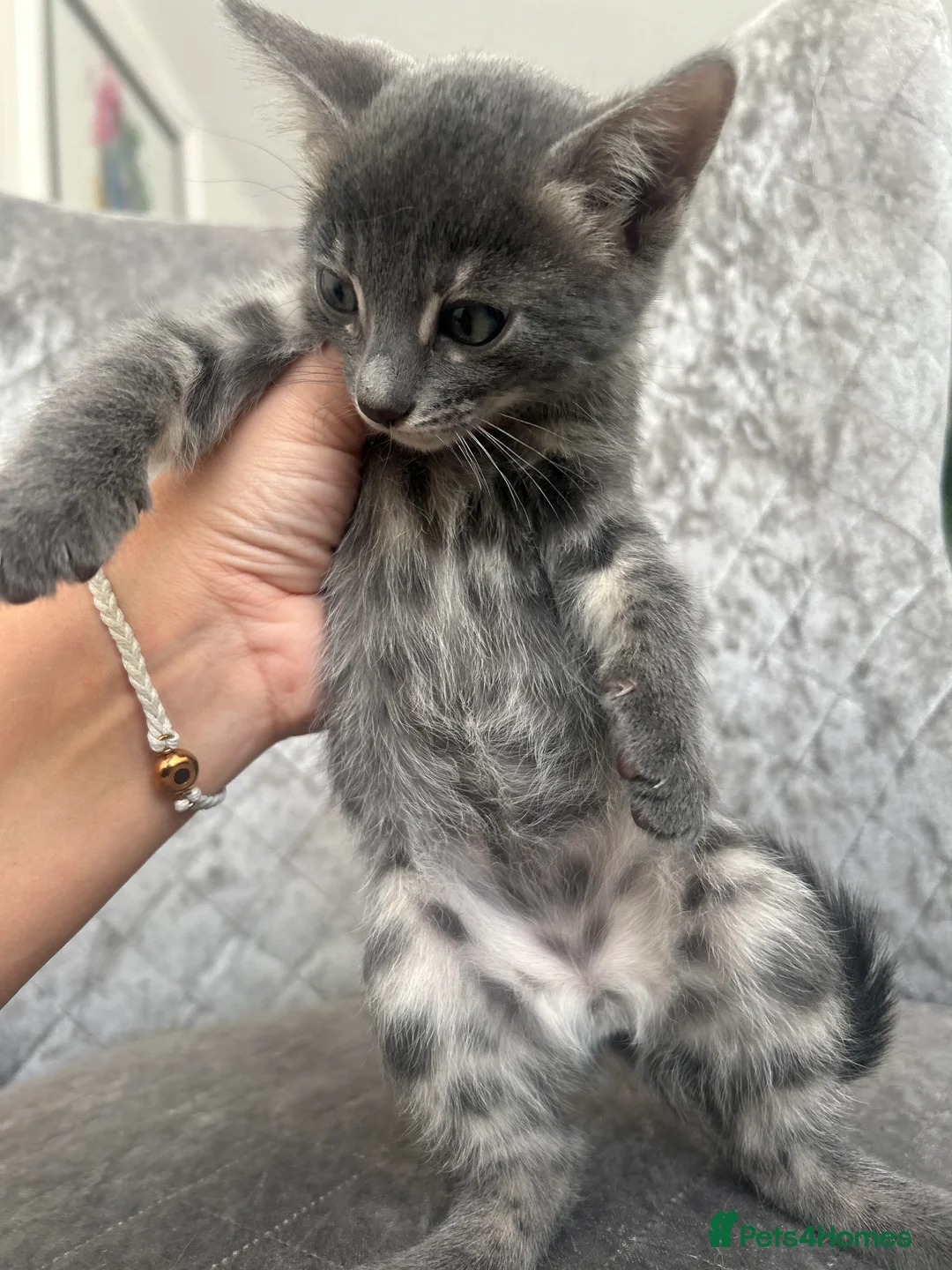 Bengal cats for sale: 💙Beautiful Blue Bengal Kittens - TICA Reg 💙 - Advert 15