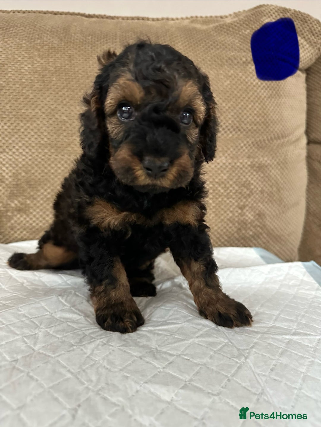 Cockapoo dogs for sale: Outstanding Cockapoos Puppies. 4 boys💙 2 girls 💗 - Image 5
