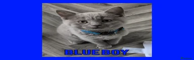 Blue Boy