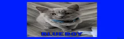 British Shorthair cats for sale: Stunning Lilac British Shorthair Kittens For Sale - Advert 6