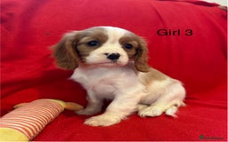 Cavalier King Charles Spaniel dogs for sale: Gorgeous Cavalier King Charles Spaniel puppies - Advert 12
