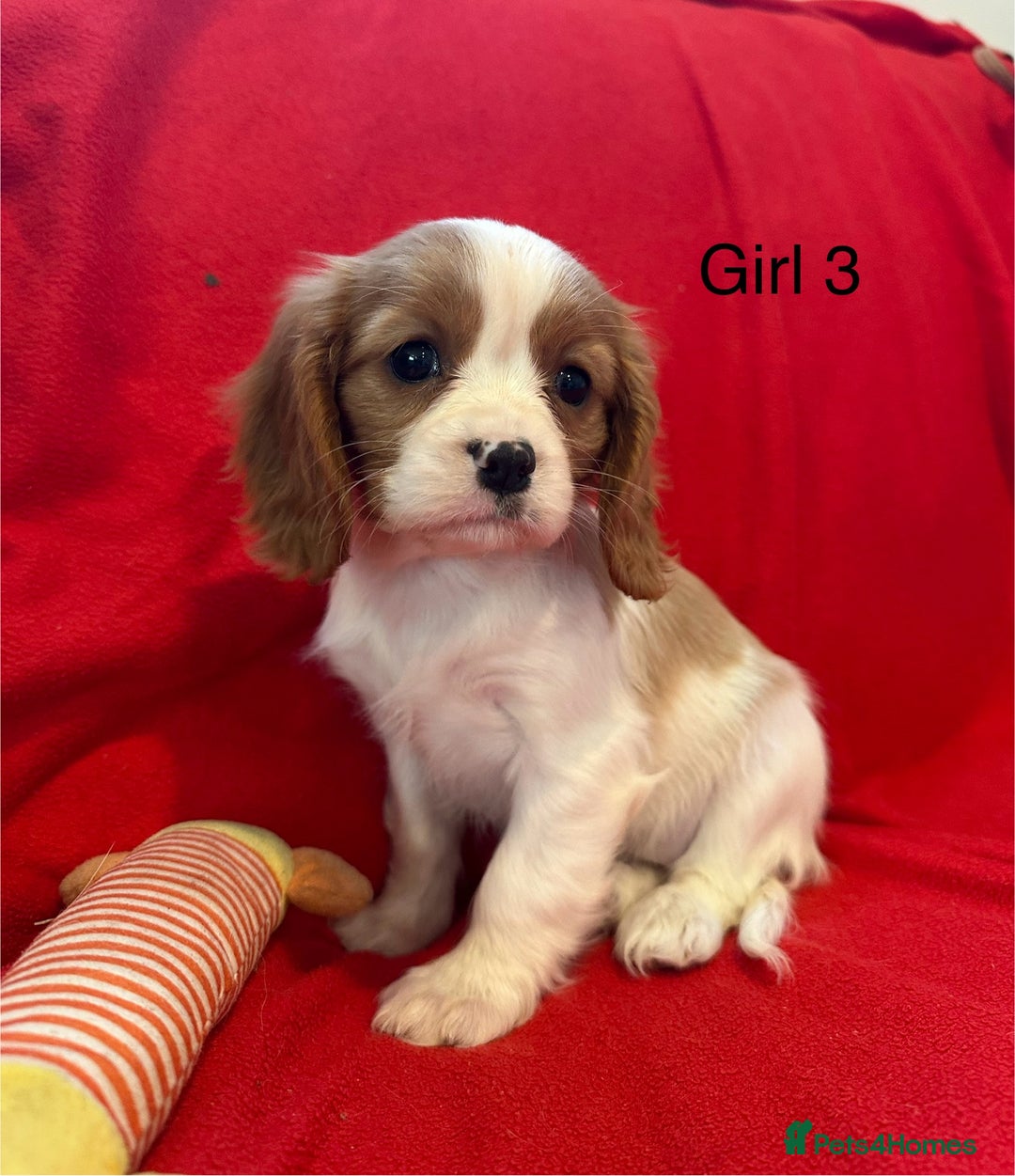 Cavalier King Charles Spaniel dogs for sale: Gorgeous Cavalier King Charles Spaniel puppies - Advert 12