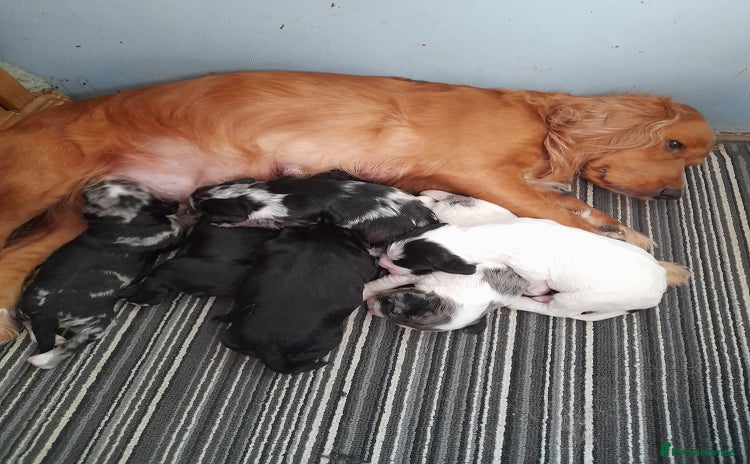 Sprocker dogs - Advert 10