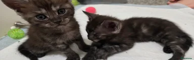 Female Smoke Brown tabby