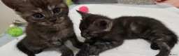 Mixed Breed cats for sale: MainecoonX  - Advert 3