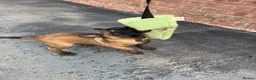 Belgian Shepherd Dog dogs for sale: DARK KC REG BELGIAN MALINOIS PUPPIES - Advert 7