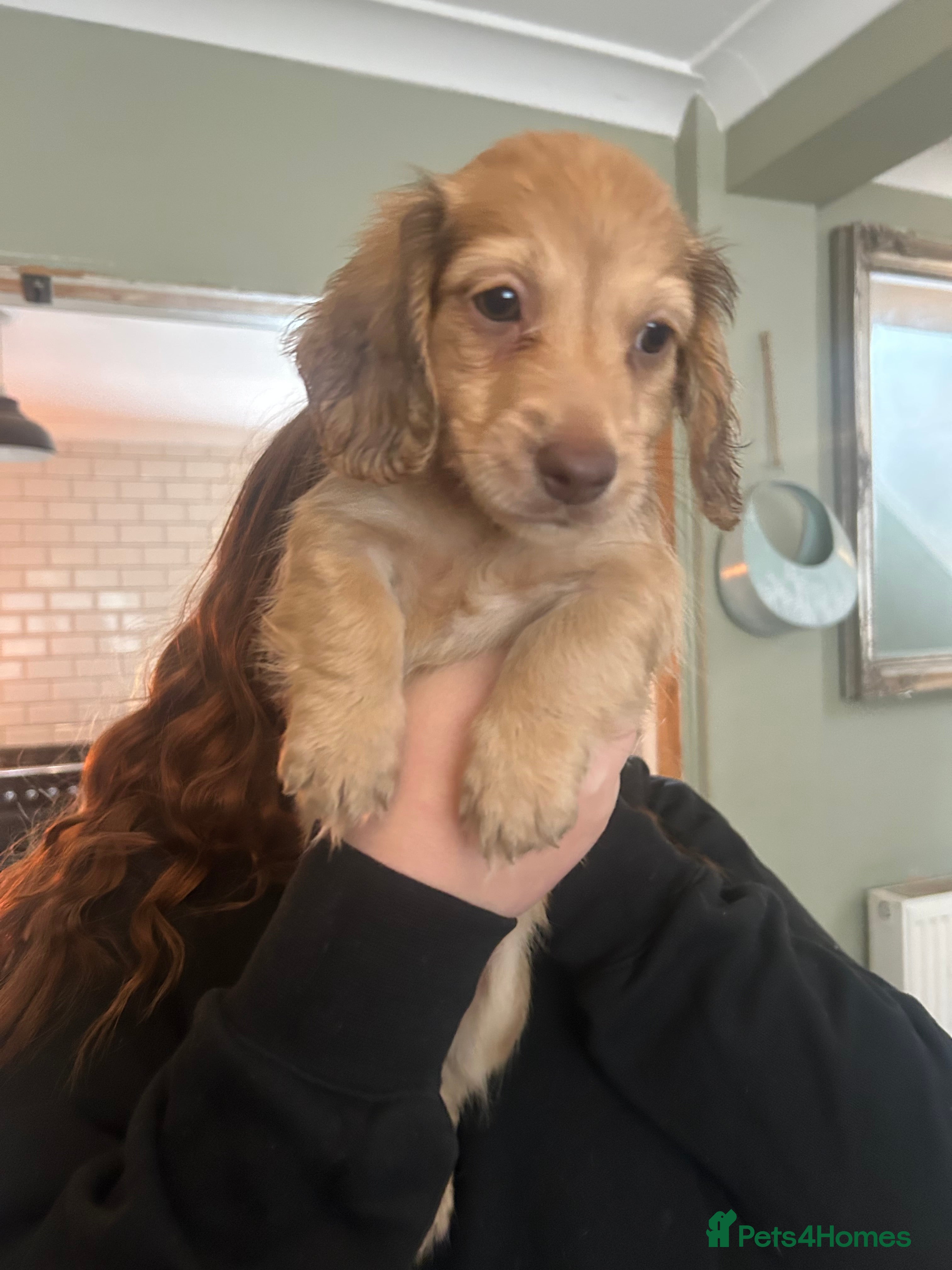 Dachshund dogs READY NOW!REDUCEDlong and smooth haired dachshunds - Advert 2