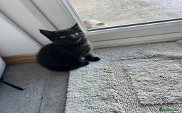 Mixed Breed cats for sale: Kittens for sale  - Advert 30