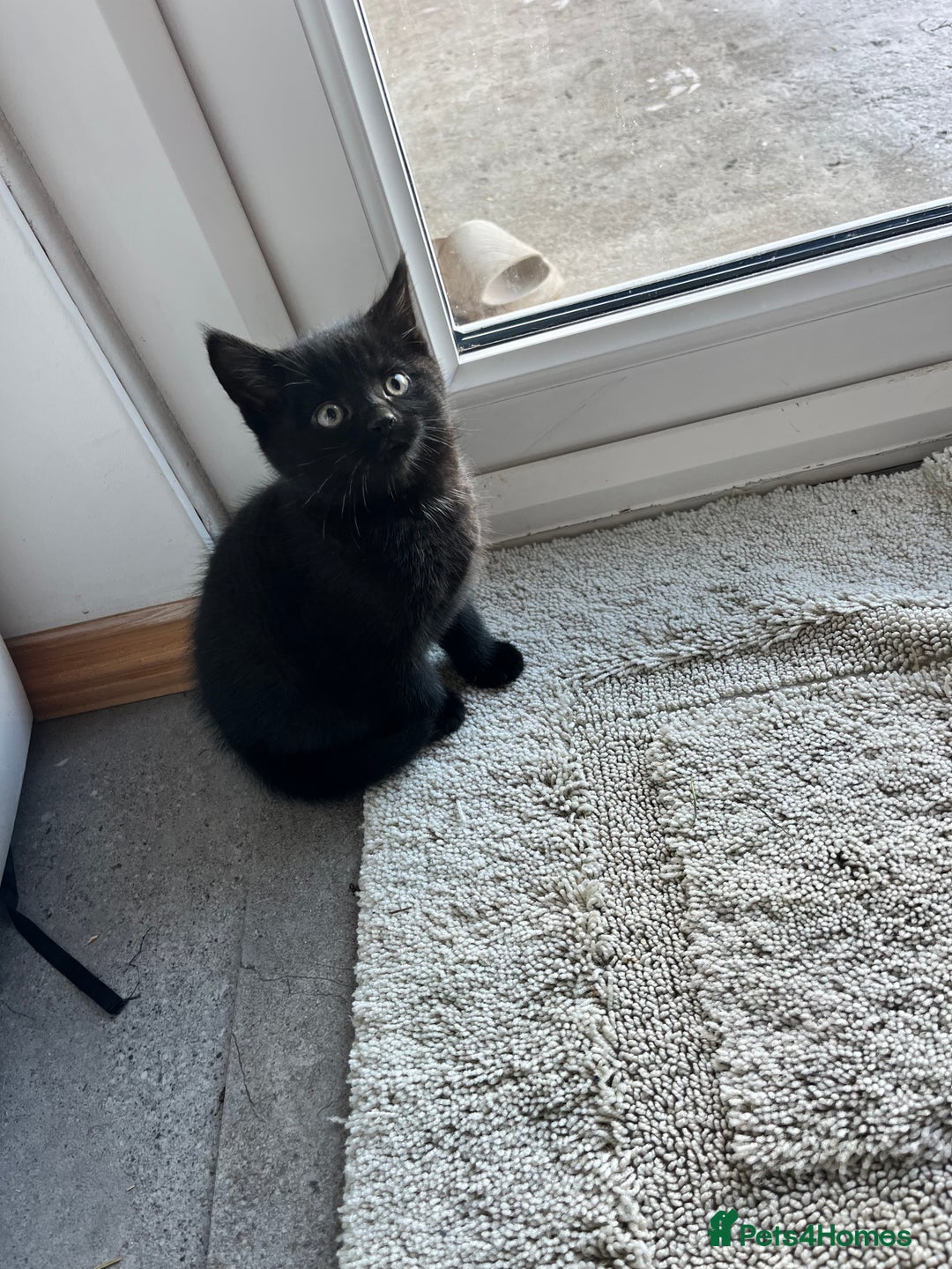 Mixed Breed cats for sale: Kittens for sale  - Advert 30