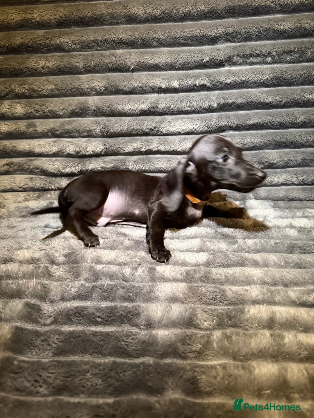 Dachshund dogs for sale: Miniature Dachshund Puppies Available 🐾 - Advert 29