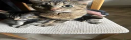 Mixed Breed cats for sale:  kittens mom two daughters  in Birmingham - Advert 2