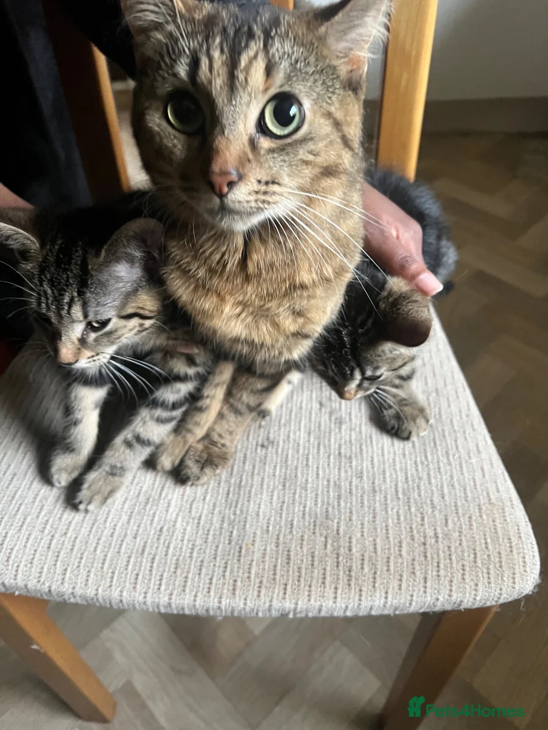 Mixed Breed cats for sale:  kittens mom two daughters  in Birmingham - Advert 2