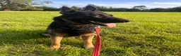 Belgian Shepherd Dog dogs for stud: Belgium Malinois for stud  in Telford - Advert 2