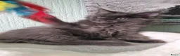 Maine Coon cats for sale: TICA REGISTERED MAINE COON KITTENS - Advert 28