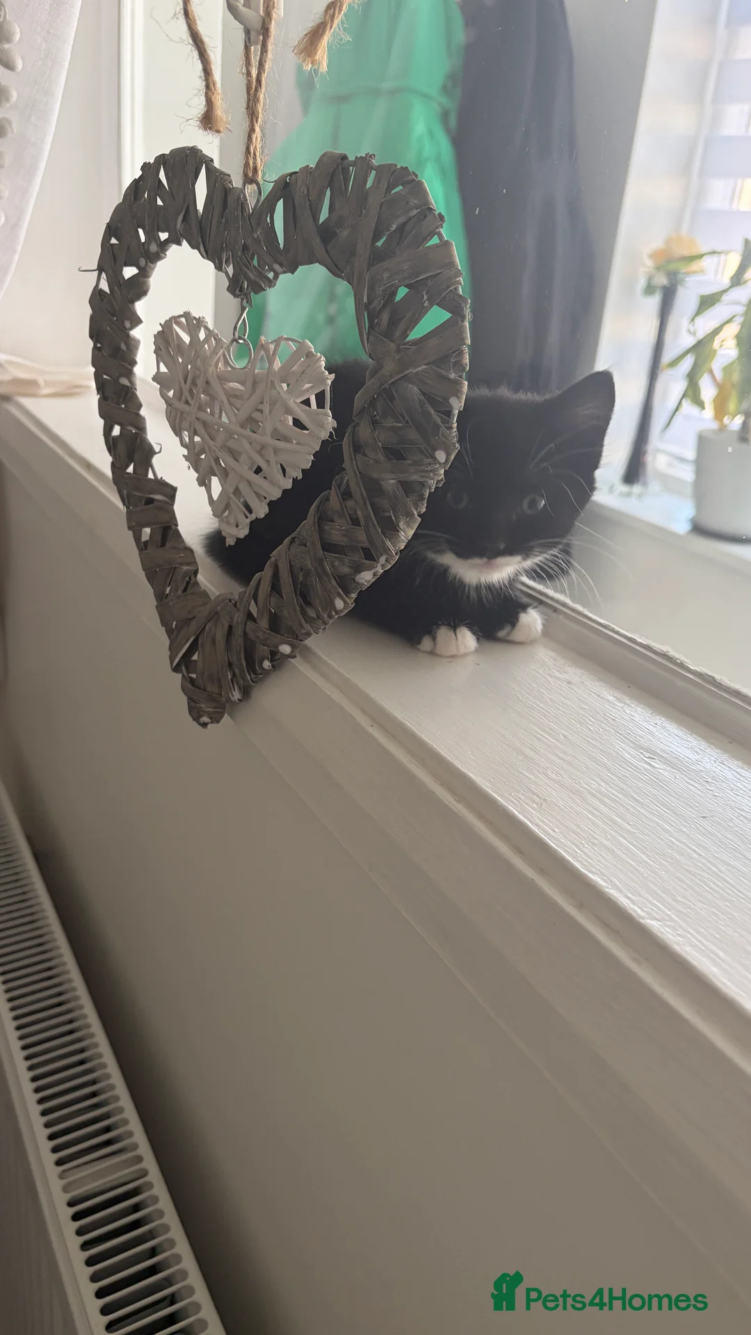American Shorthair cats for sale: 3 Girls 1 Boy - Advert 2