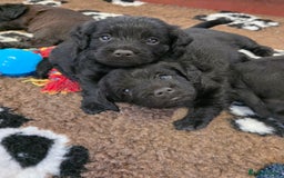 Labradoodle dogs for sale: Gorgeous Labradoodles - Image 8