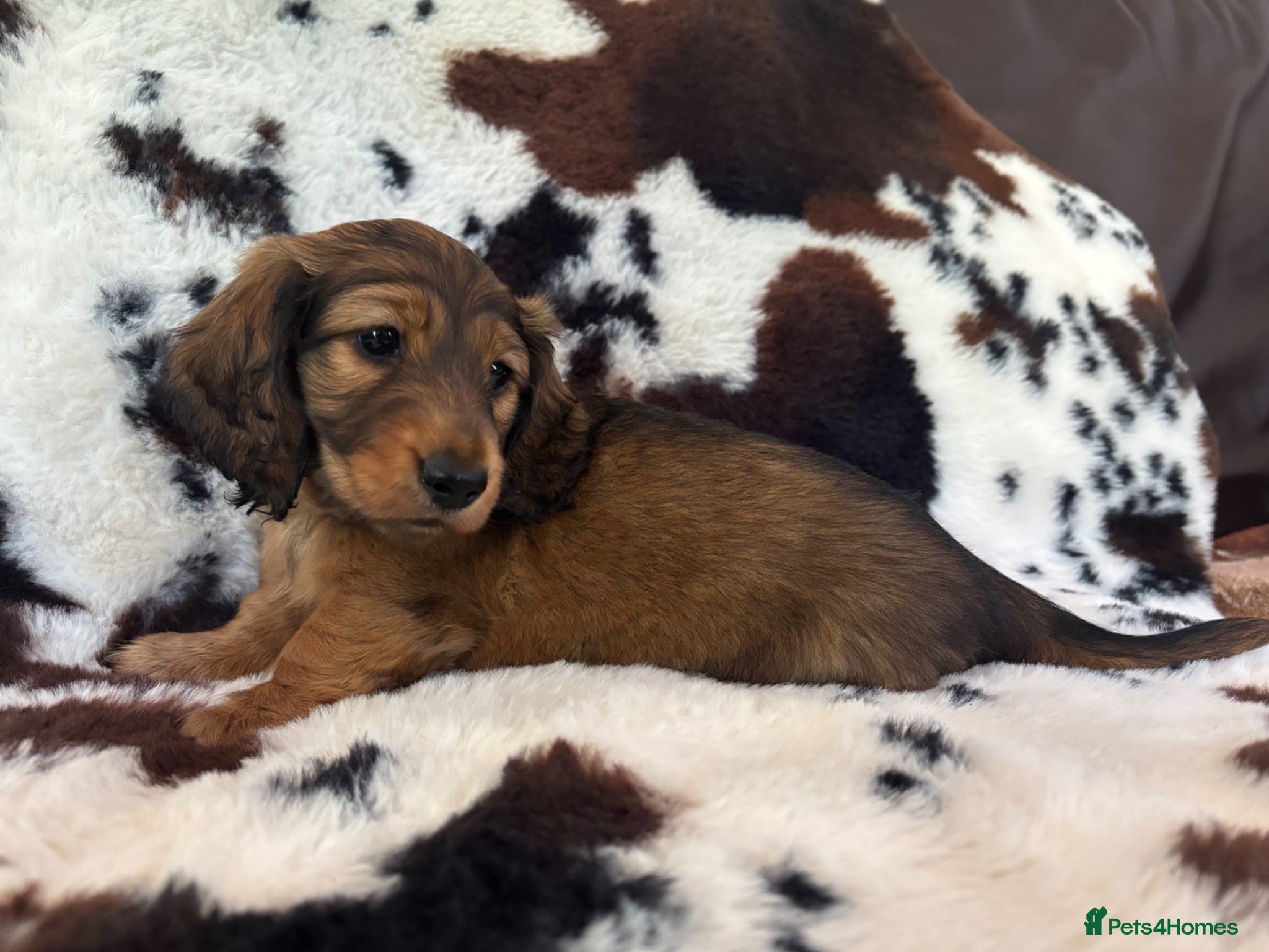 Miniature Dachshund dogs KC registered longhaired dachshund puppies  - Advert 11