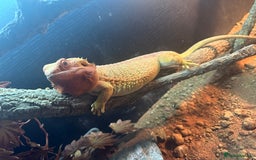 Bearded Dragon reptiles for sale: Female fire dragon  - Advert 2