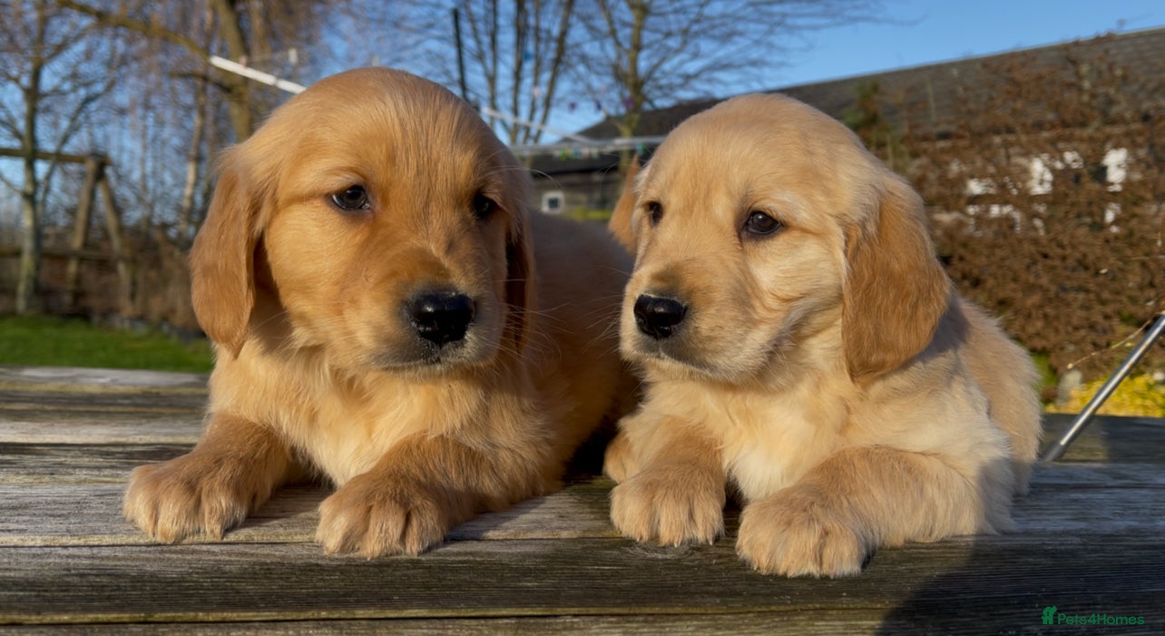 Golden Retriever dogs Golden Retriever Puppies Ready Now - Advert 1