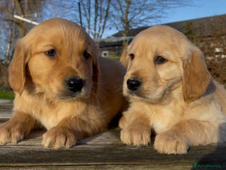 Golden Retriever dogs Golden Retriever Puppies Ready Now - Advert 6