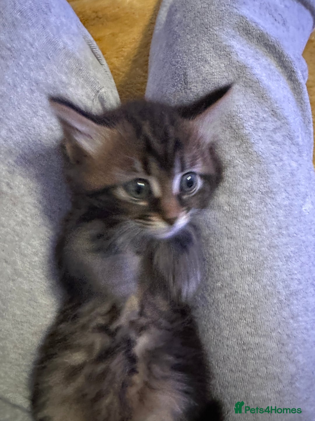 Mixed Breed cats for sale: Ragdoll Cross Kittens, 2 boys 1 girl - Advert 38