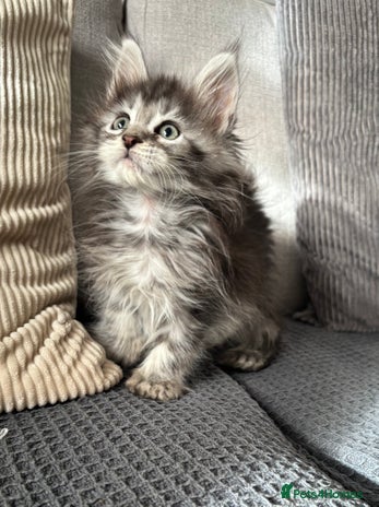 Maine Coon cats - Advert 2