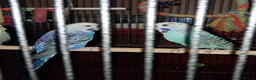 Budgerigars birds for sale: Cage & 4 budgies - Advert 6