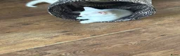 Mixed Breed cats for sale: 3 baby boy Kittens  - Advert 12