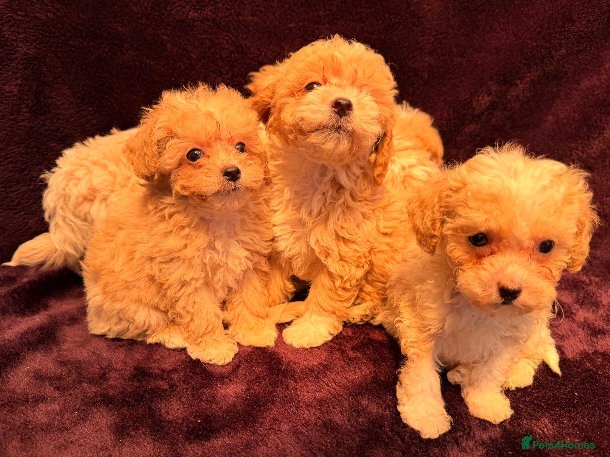 Maltipoo dogs 💙Maltipoo F1💜 - Advert 2