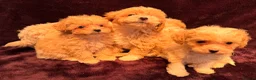 Maltipoo dogs for sale: 💙Maltipoo F1💜 in Hornchurch - Advert 4
