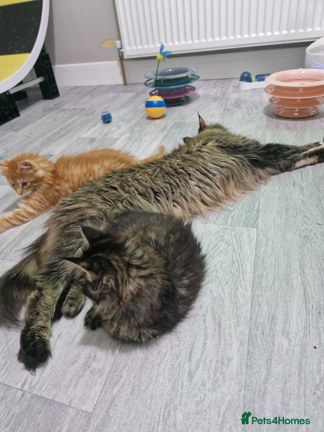 Maine Coon cats for sale: 2 Maine Coon Kittens  - Advert 12