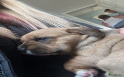 Mixed Breed dogs for sale: Chunky boys - Advert 23