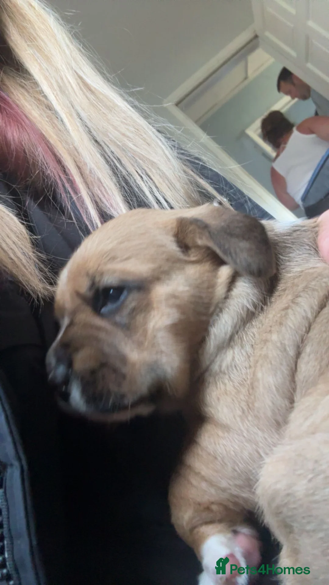 Mixed Breed dogs for sale: Chunky boys - Advert 20