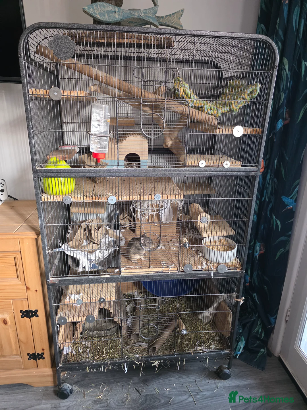 Degus rodents for sale: 2 male degus for rehoming in Bridport - Advert 33