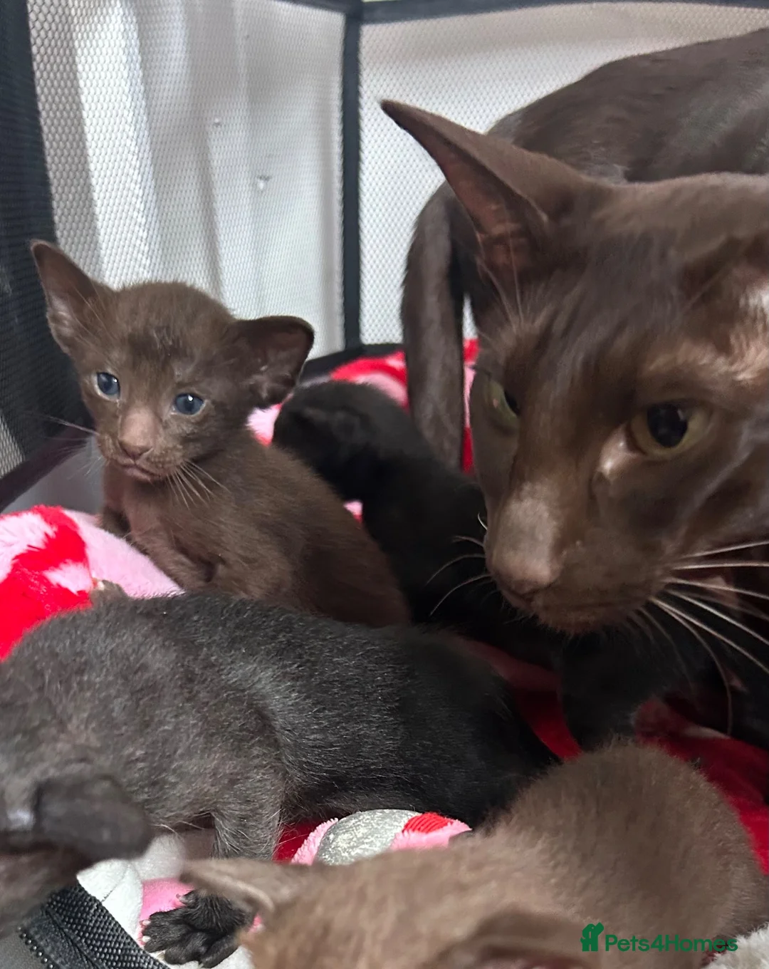 Oriental cats for sale: Oriental/can DELIVER  - Advert 10