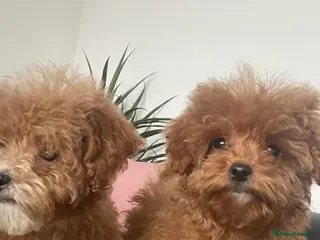 Cavapoo dogs Beautiful Cavapoo Puppies for Sale - Advert 5