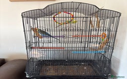 Budgerigars birds for sale: 2 male budgies - Image 3