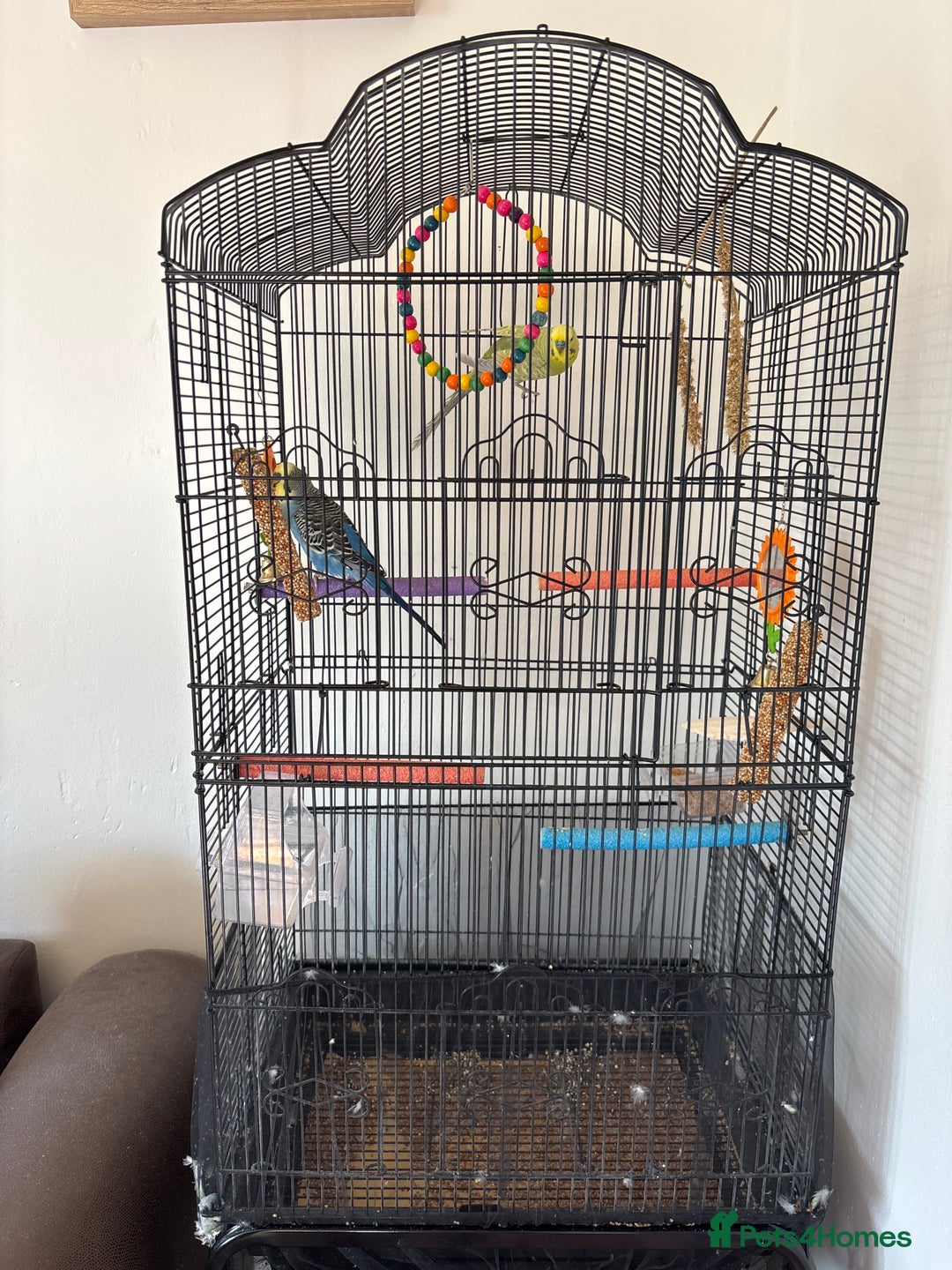 Budgerigars birds for sale: 2 male budgies - Image 3